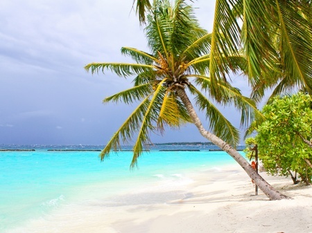 Offshore Caribbean palm trees and beach.